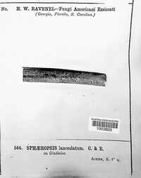 Sphaeropsis lanceolata image
